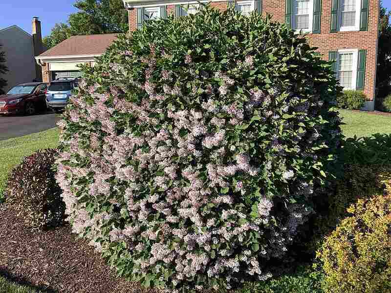 lilac_bush_blooming_along