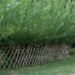 6 Benefits of a Living Fence