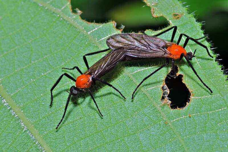 Love Bugs
