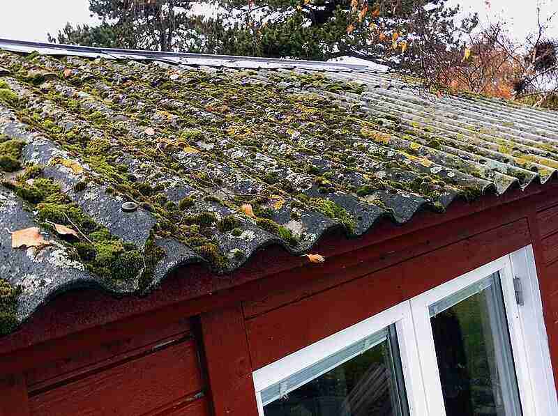 Mossy Roof