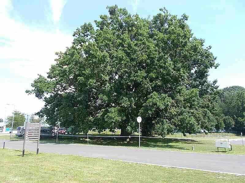 Oak Tree