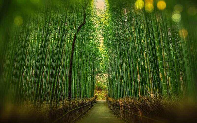 Bamboo