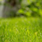 5 Best Grass Types in Orlando