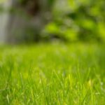 Which Type Of Grass Should I Plant In Orlando?