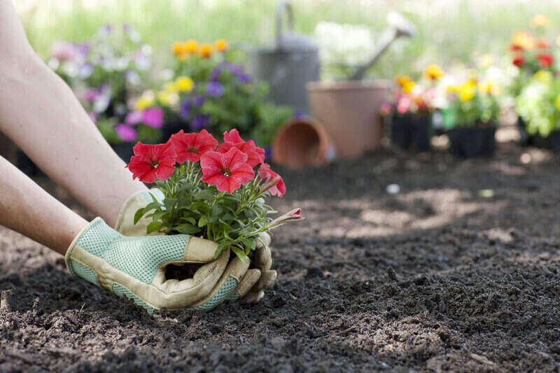 Replanting After Cleanup