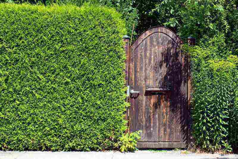 Hedge Fence