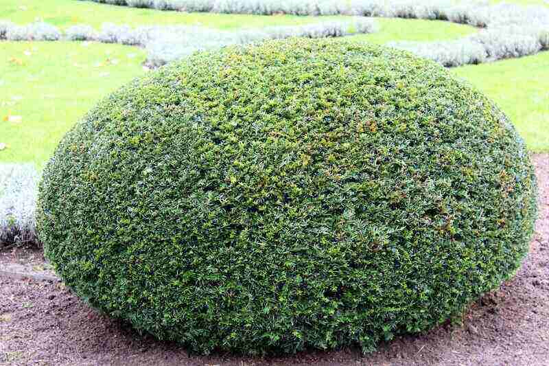 Boxwood