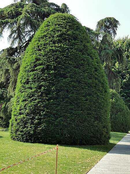 Arborvitae