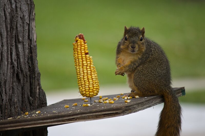 Squirrel