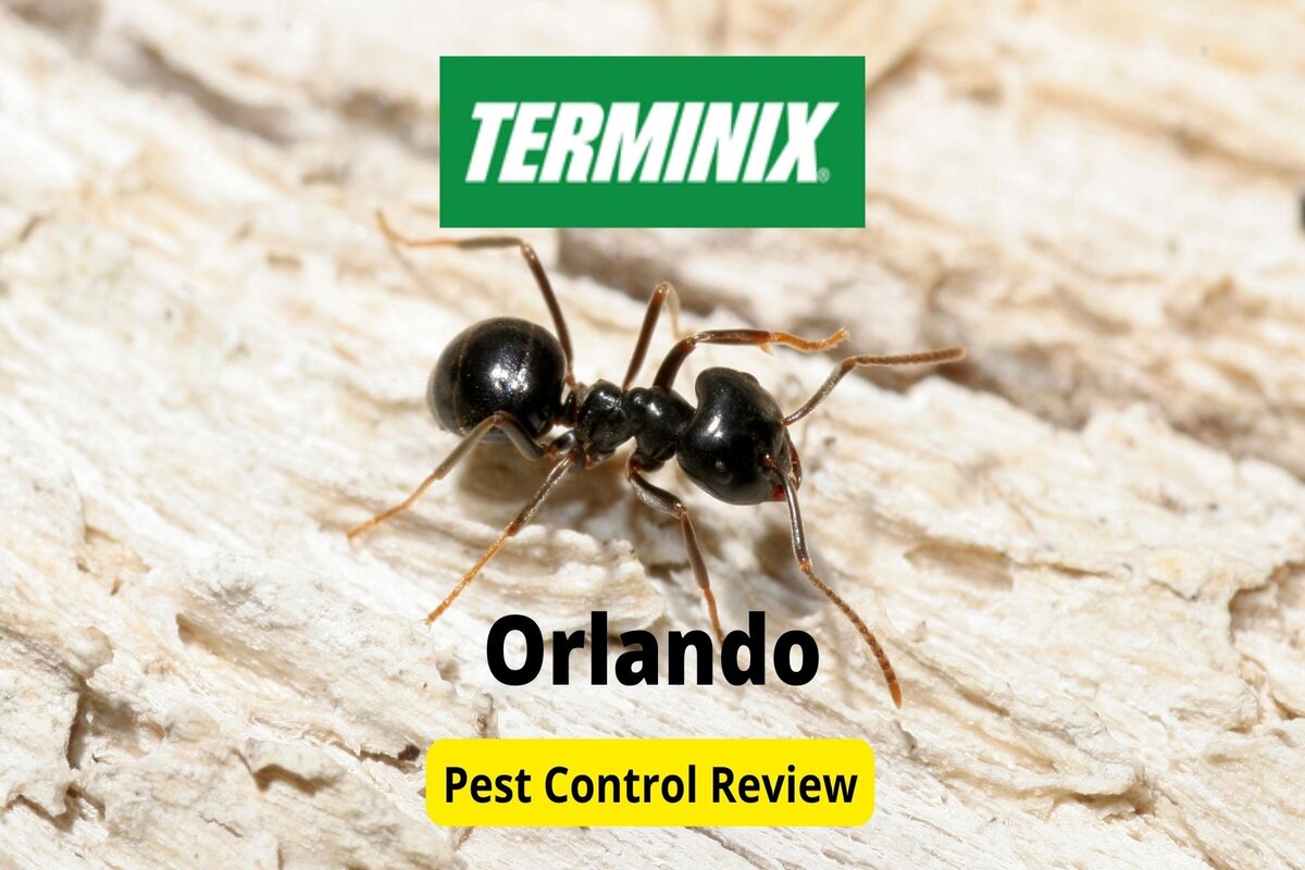 Text: Terminix in orlando | Background Image: Ant is walking on stone
