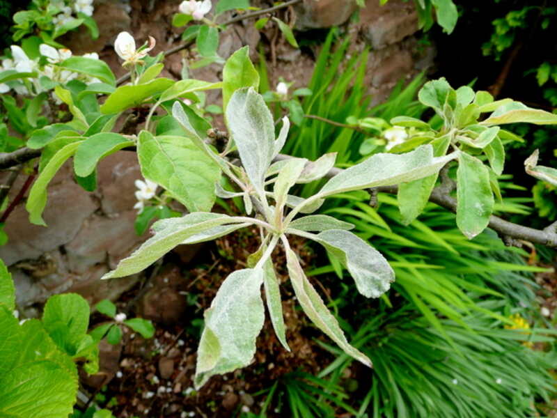 powdery mildew of apple