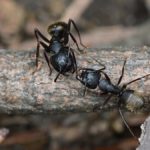 How to Get Rid of Carpenter Ants