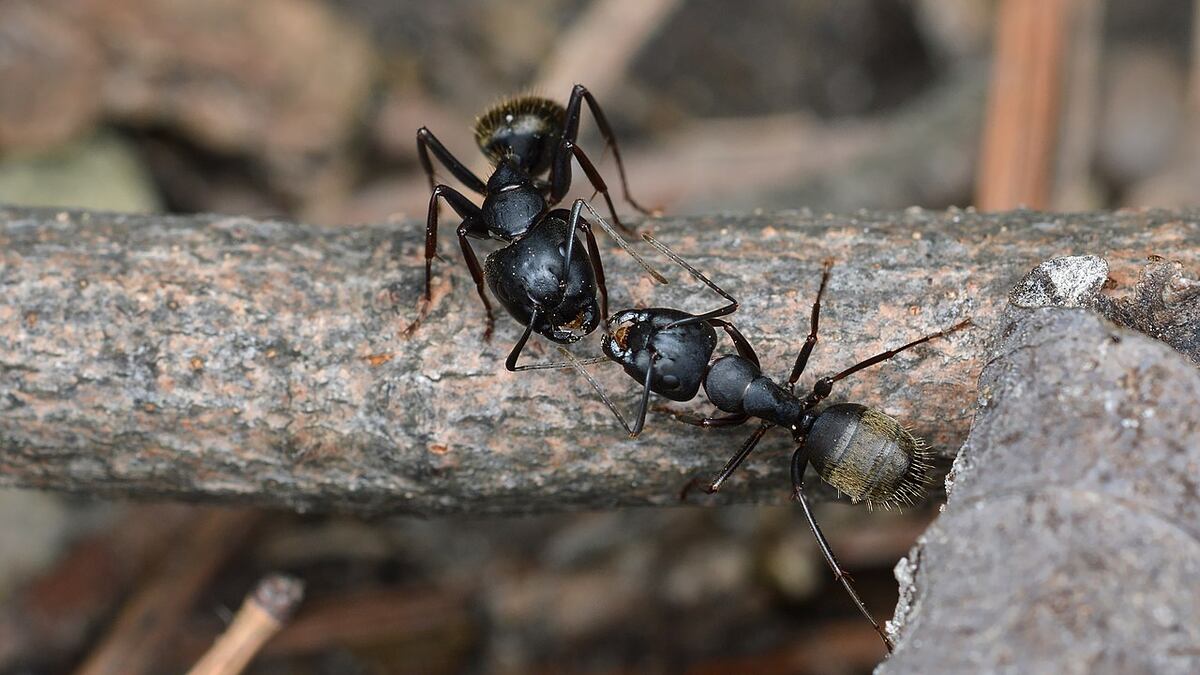 A carpenter ant on a branch of tree