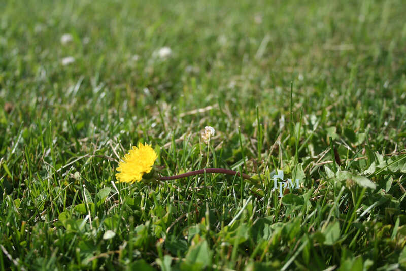 Perennial weed