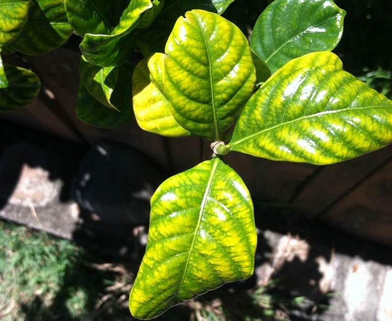 Iron Chlorosis in plants