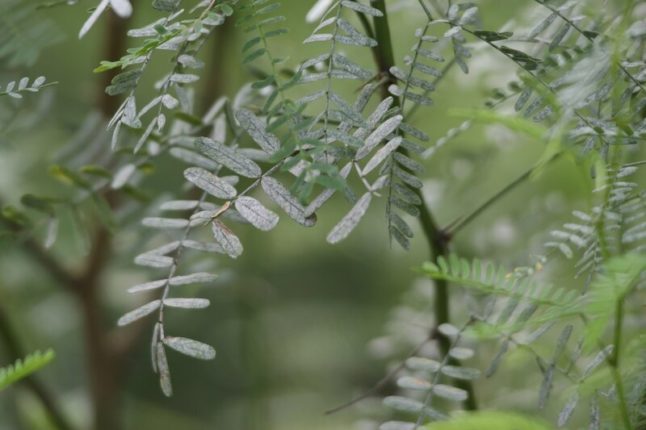 Prosopis velutina