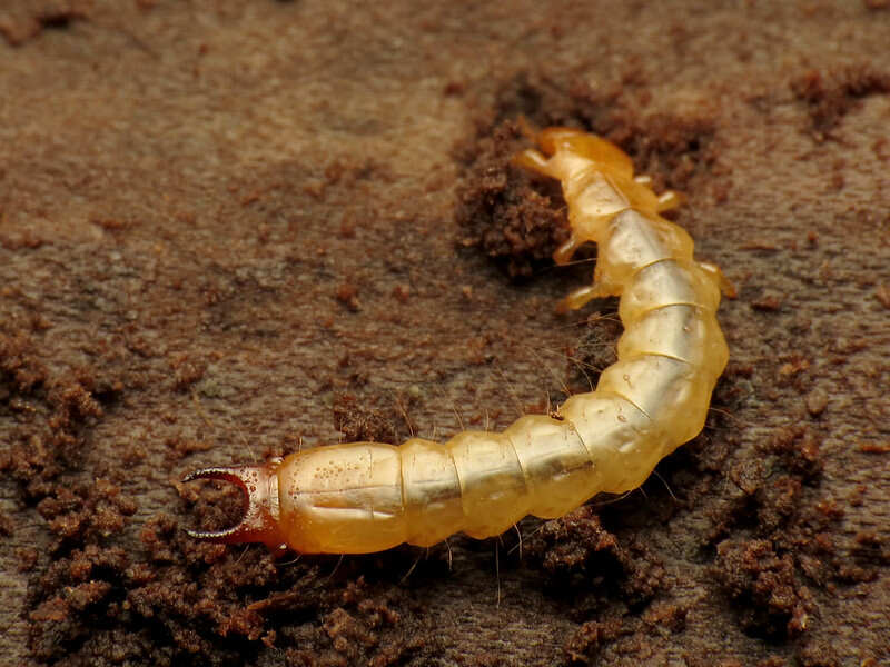 beetle larva