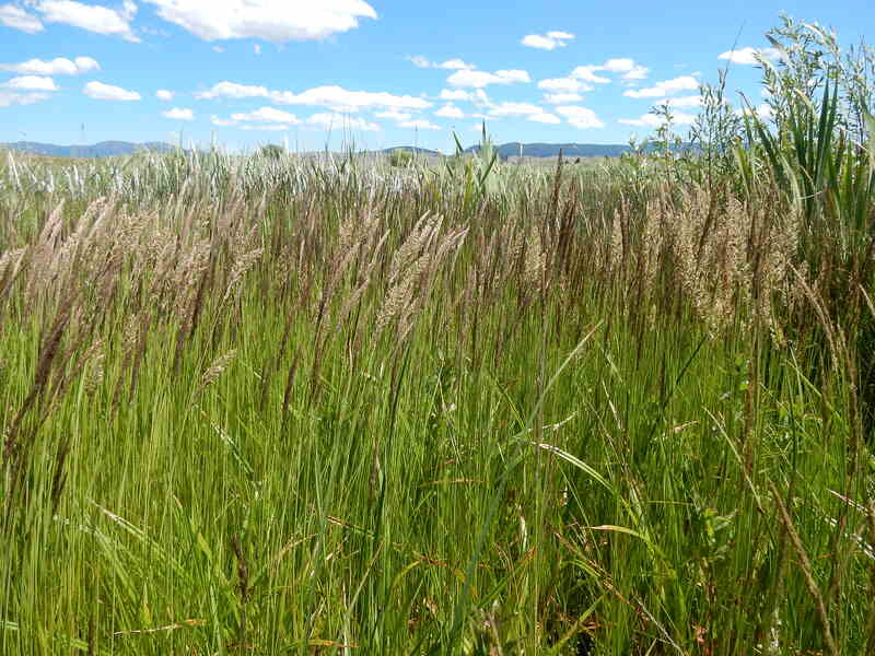 Tall grass in a meadow