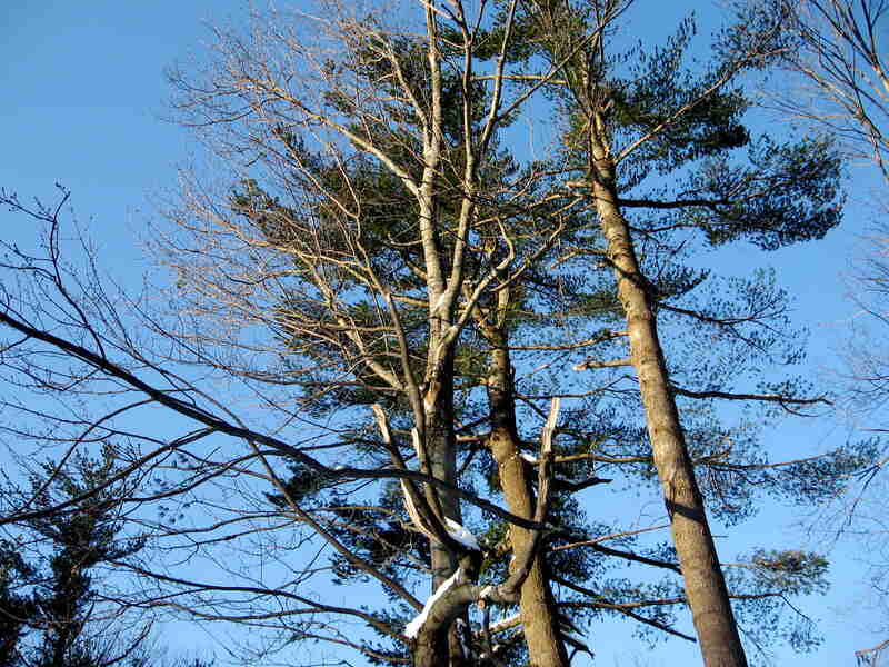 tree with broken limbs 