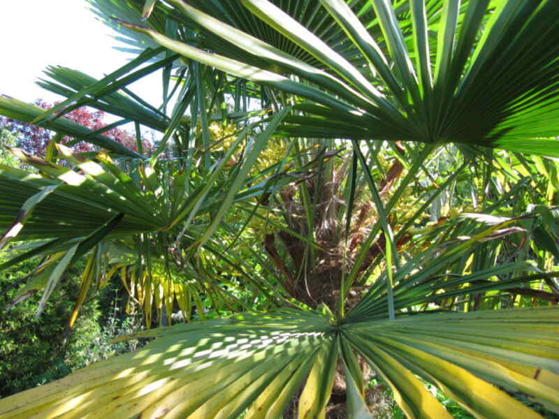 Trachycarpus fortunei