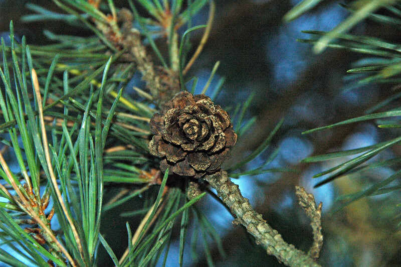 scots pine