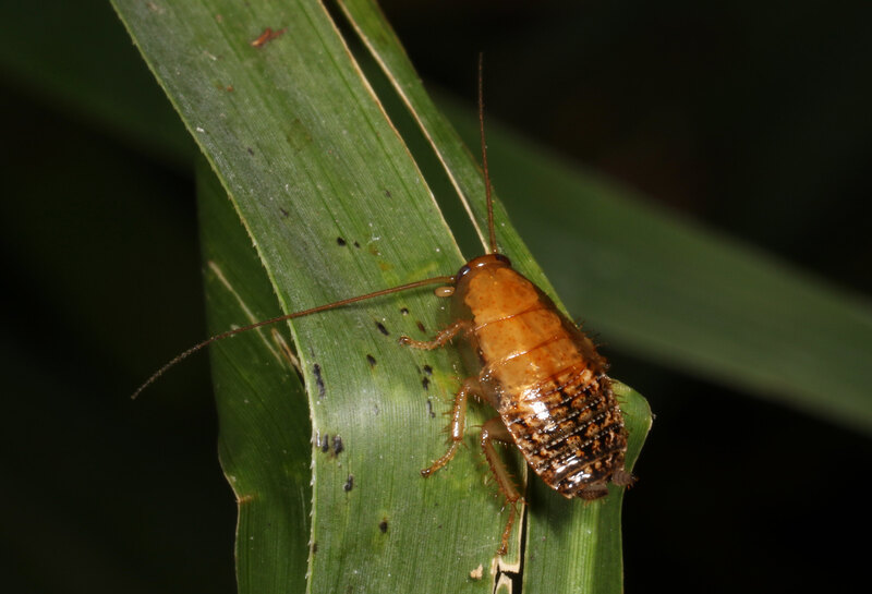 Wood Cockroach