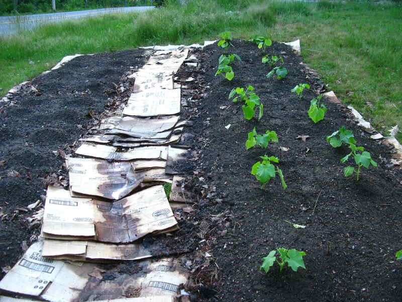 under mulch garden