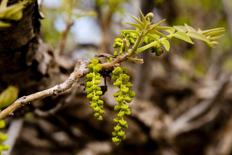 Juglans major