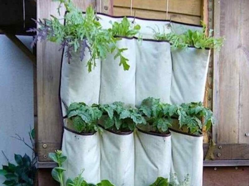 A shoe organizer with a beautiful vertical garden in it.