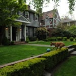 A Guide to Eco-Friendly Lawn Care