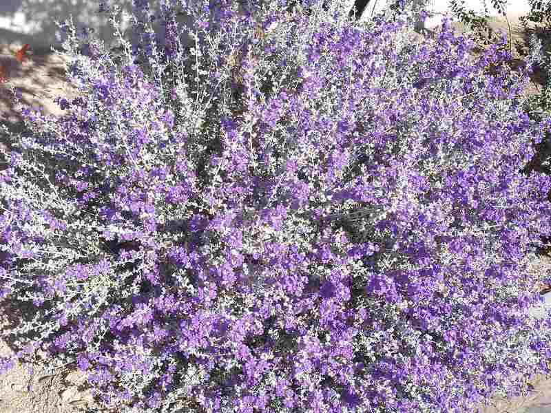 texas sage