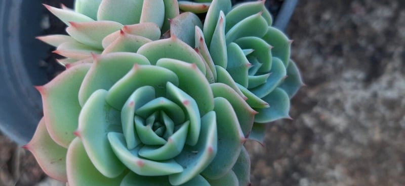 A echeveria in a pot.