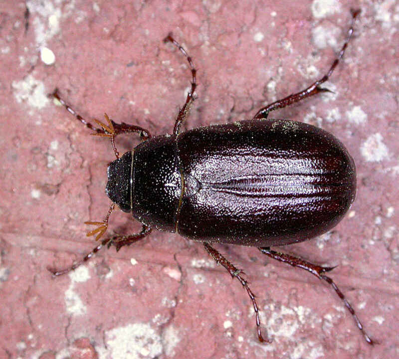 beetle on ground