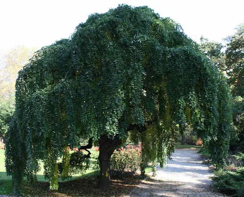 Sophora japonica