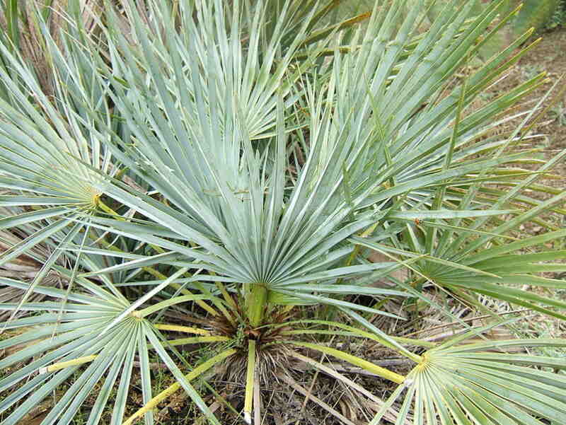 closeup of the mediterranean fan palm plant