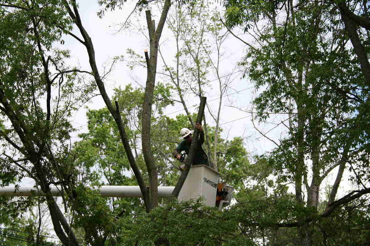 8 Common Tree Trimming Mistakes