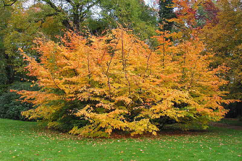 Parrotia persica