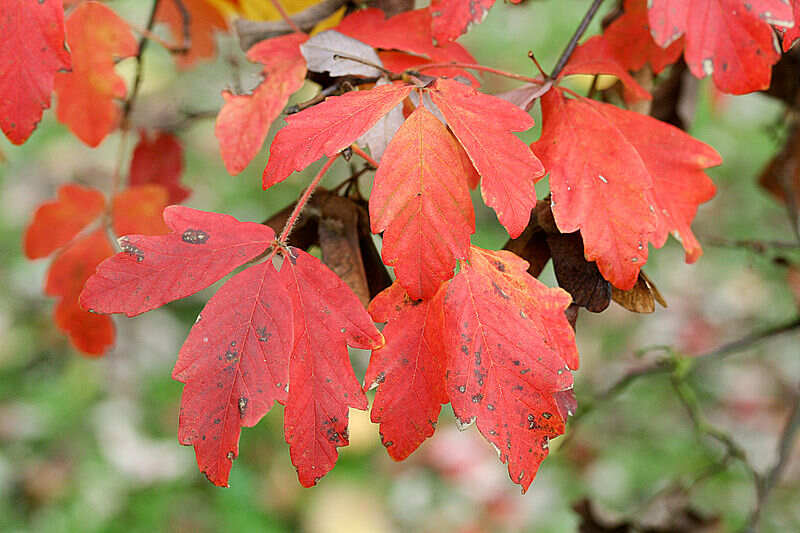 Acer griseum