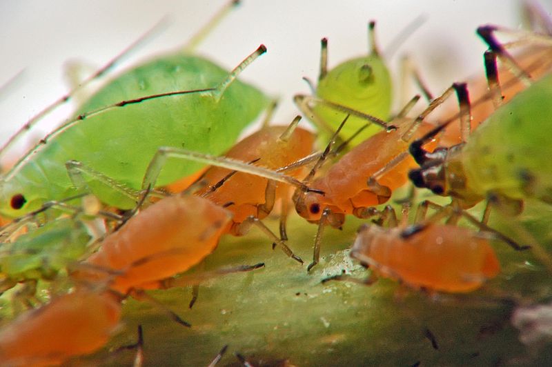 Aphids infestation herd on Roses