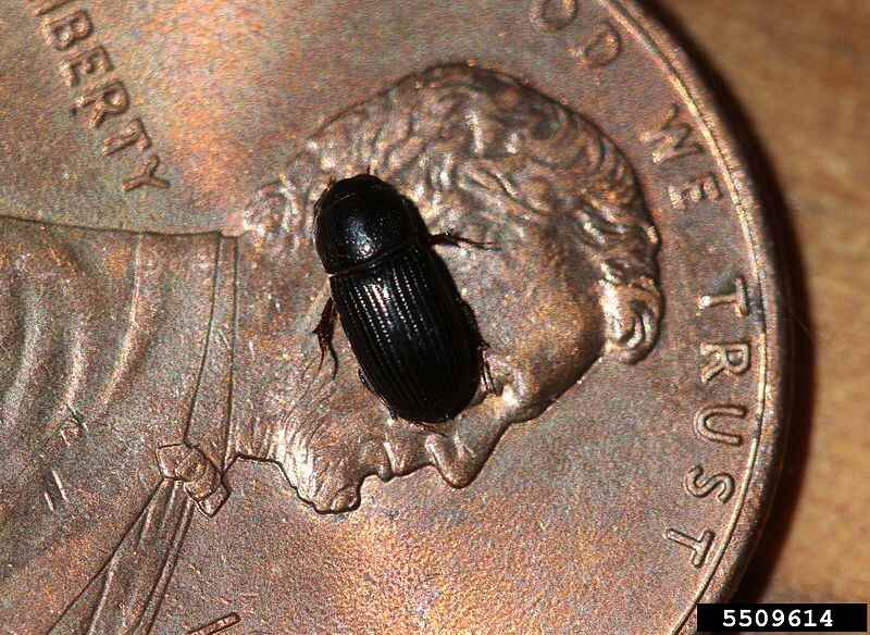 beetle on coin