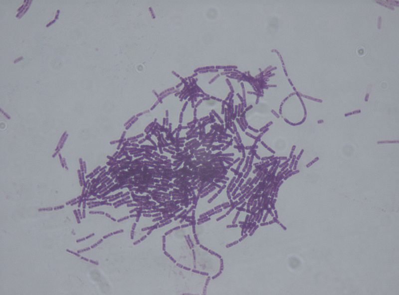 Bacillus thuringiensis