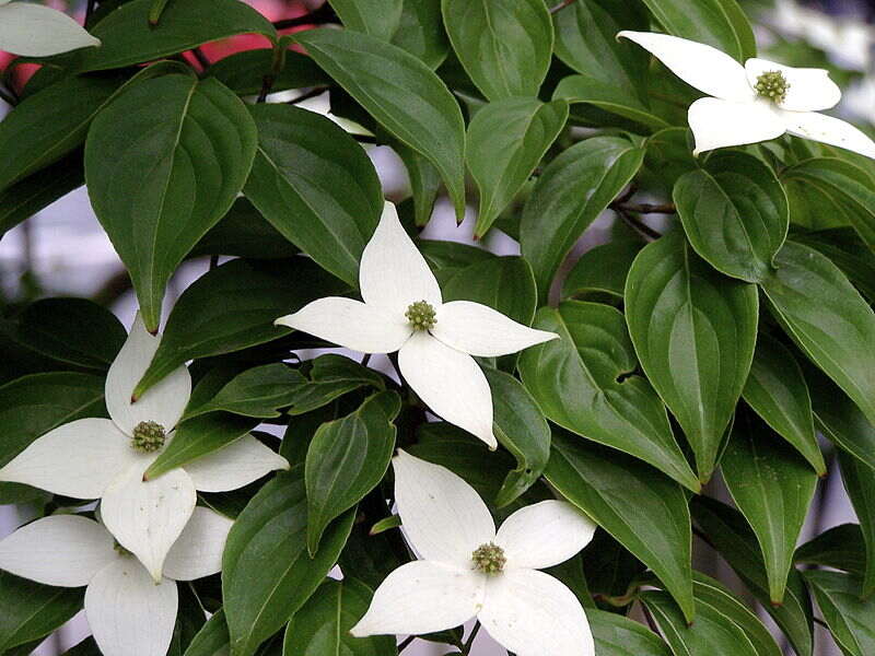 Cornus kousa