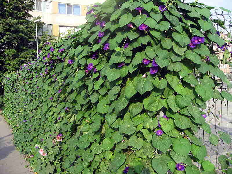 Plants grown on a chain link fence to serve for privacy and visually appealing purpose.