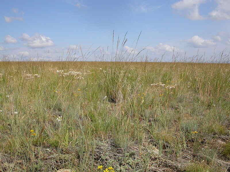 Festuca_idahoensis