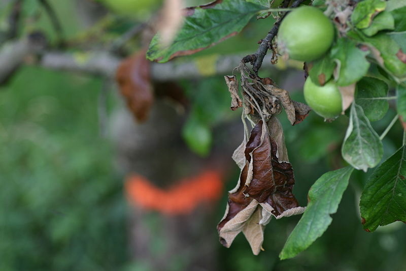 Fire blight disease on leaf of tree