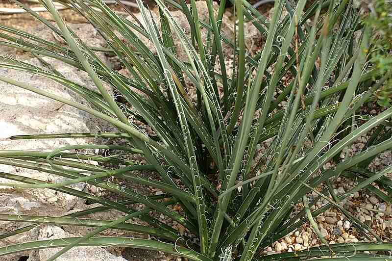 Hesperaloe parviflora