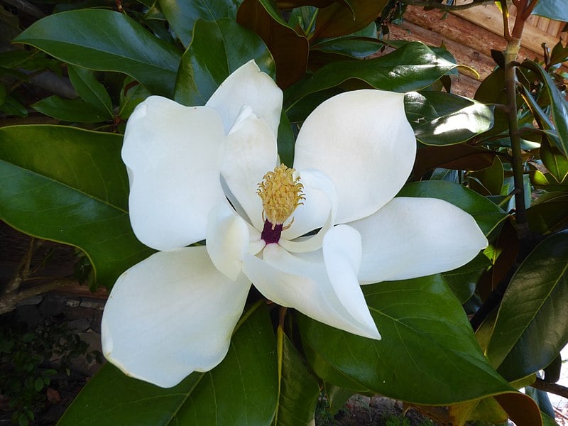 Magnolia grandiflora