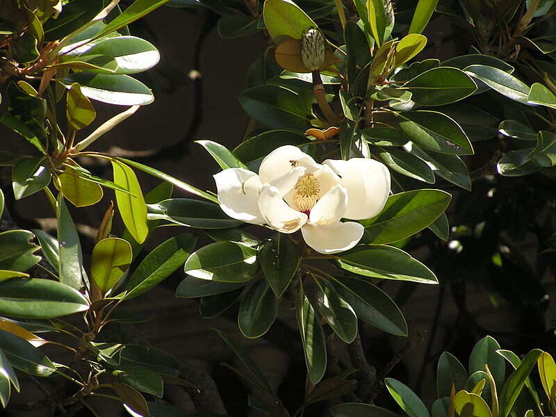 Magnolia grandiflora