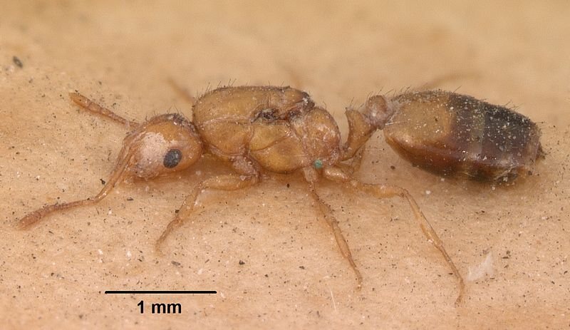 Pharoah ant