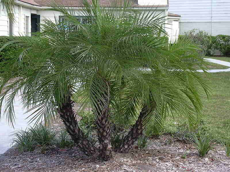 pygmy palm tree dying